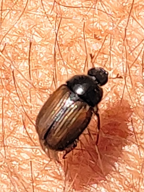 Omaloplia nigromarginata - szegélyes kiscserebogár