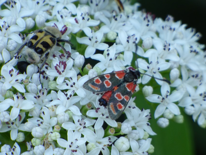 Zygaena carniolica - fehérgyűrűs csüngőlepke