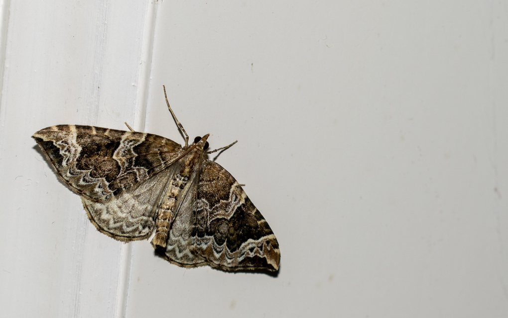 Eulithis prunata - kökény-tarkaaraszoló