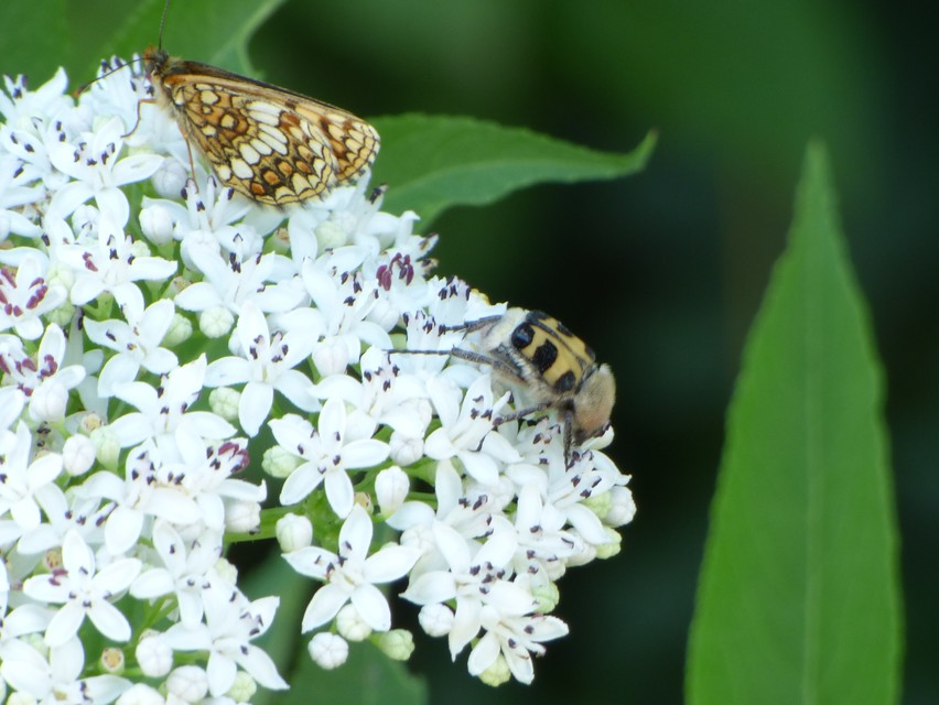 Melitaea athalia/aurelia/britomartis
