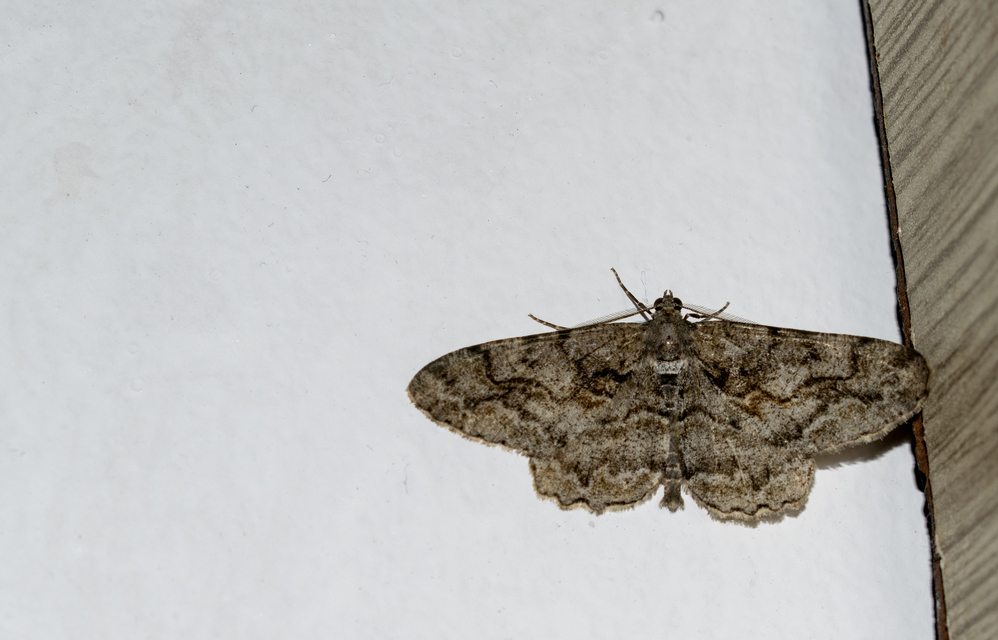 Alcis repandata - foltos faaraszoló Alcis repandata - foltos faaraszoló