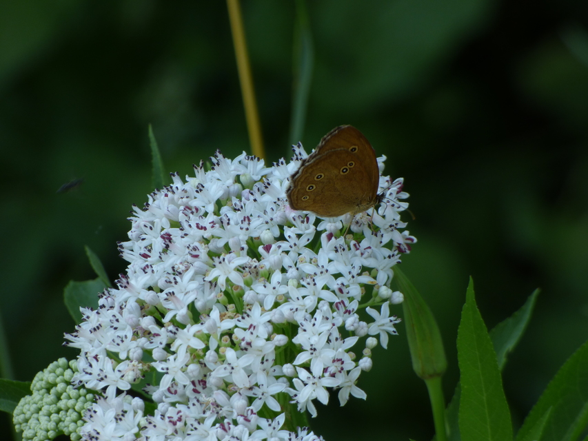 Aphantopus hyperanthus - közönséges ökörszemlepke