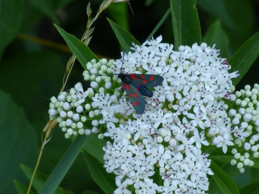 Zygaena