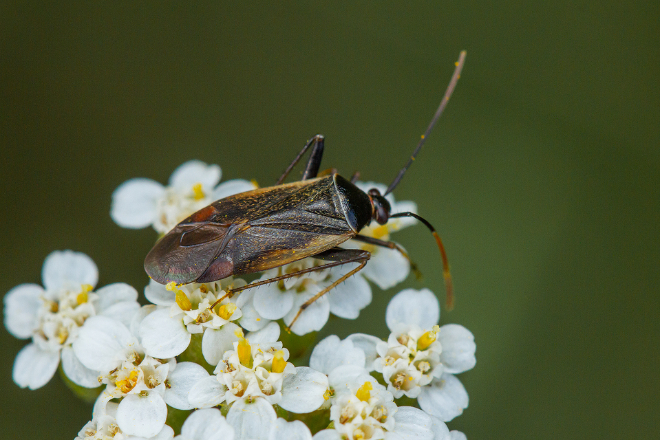 Adelphocoris seticornis - szegélyes mezeipoloska
