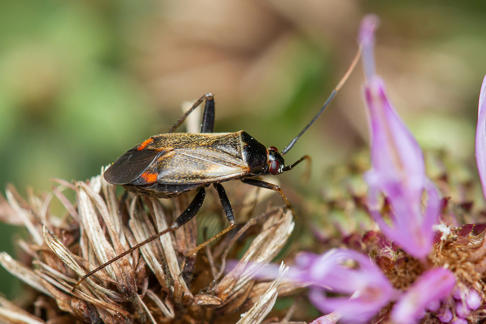Adelphocoris seticornis - szegélyes mezeipoloska