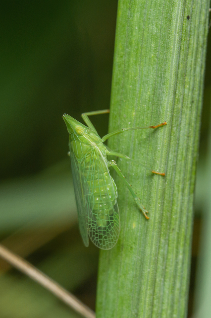 Dictyophara europaea