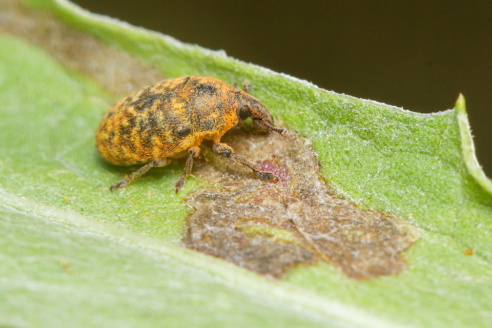 Larinus obtusus - imola-púderbarkó