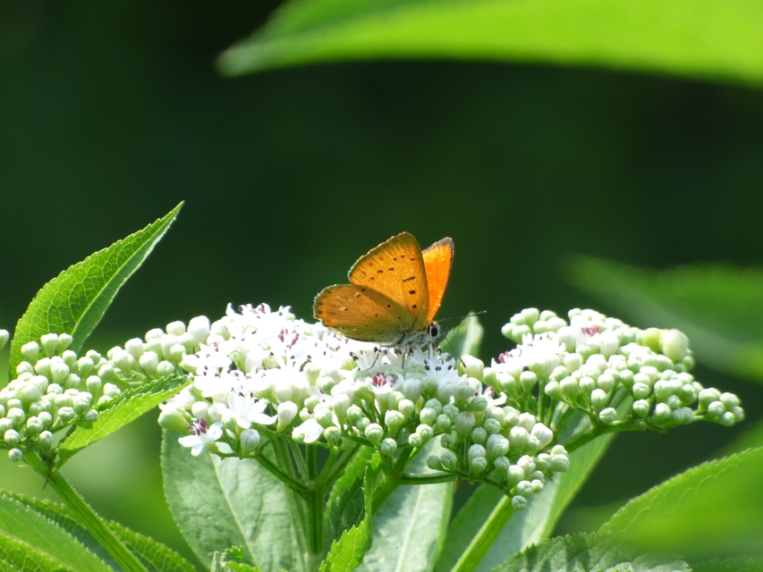 Lycaena virgaureae - arany-tűzlepke