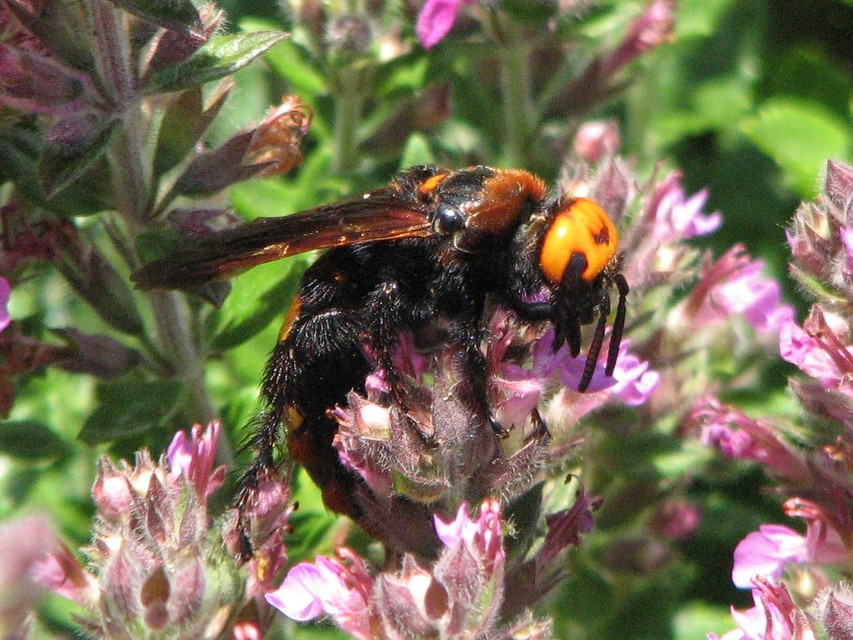 Megascolia maculata - óriás-tőrösdarázs