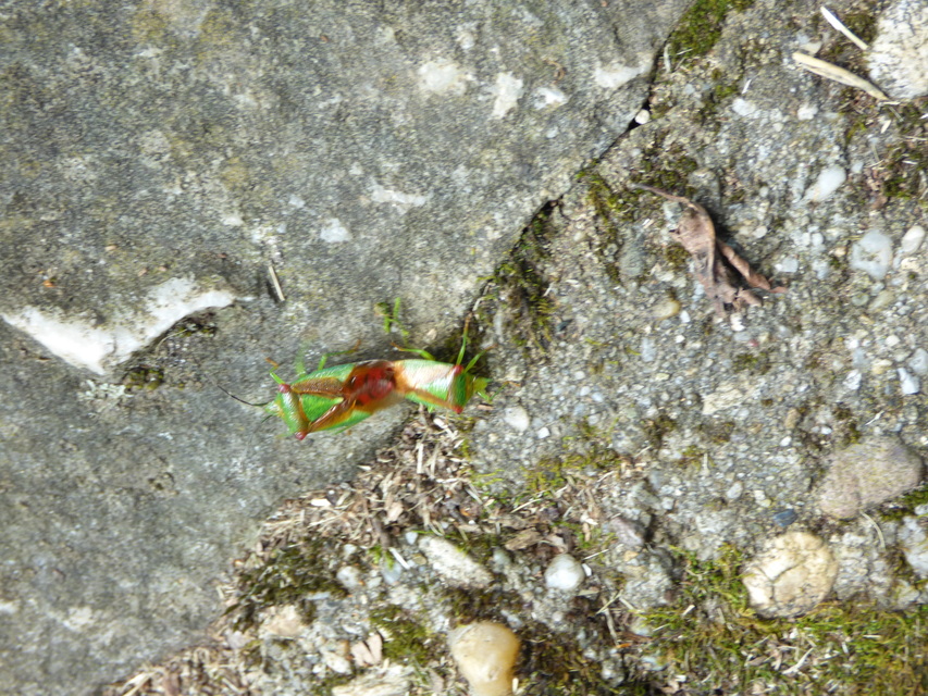 Acanthosoma haemorrhoidale - nagy dajkapoloska Acanthosoma haemorrhoidale - nagy dajkapoloska