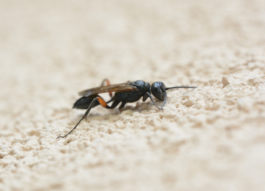Chalybion femoratum - acélkék lopódarázs