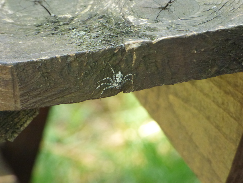 Philodromus poecilus - cifra karolópók