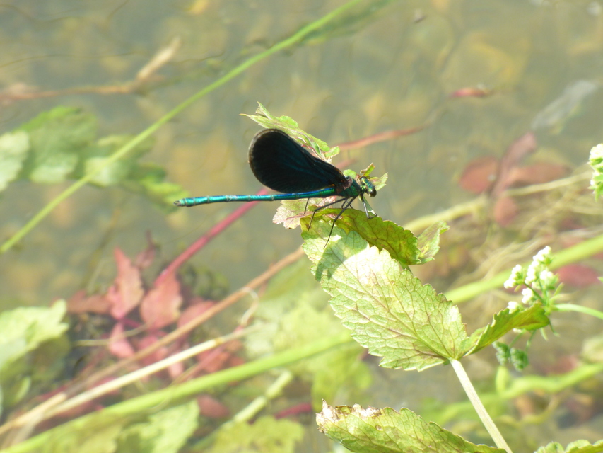 Calopteryx virgo - kisasszony-szitakötő Calopteryx virgo - kisasszony-szitakötő