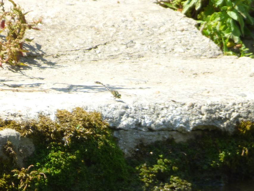 Onychogomphus forcipatus - gyűrűs folyami-szitakötő