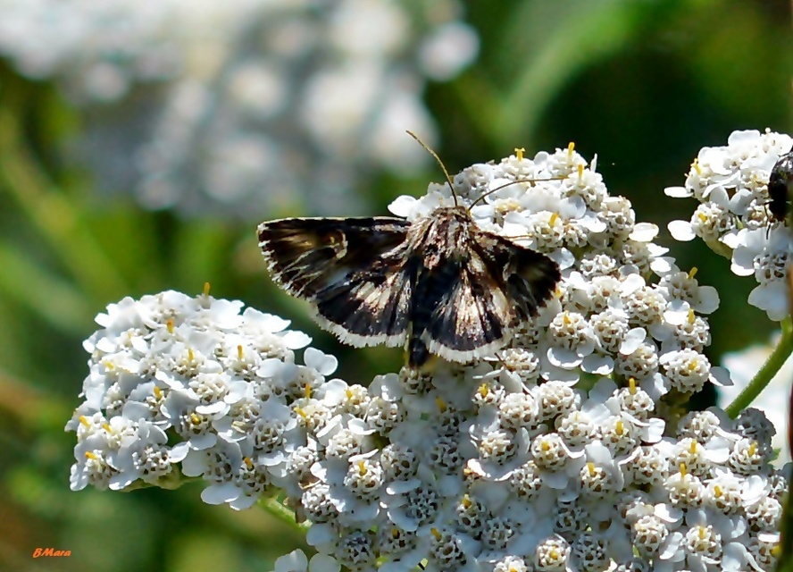 Actinotia radiosa - kis sugarasbagoly