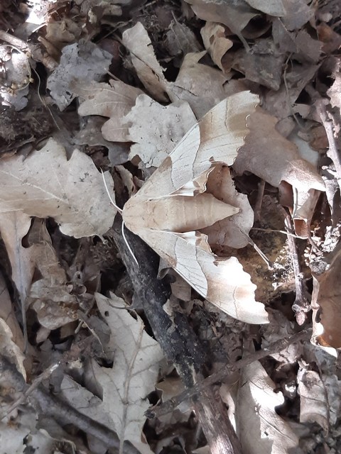 Marumba quercus - tölgyfaszender