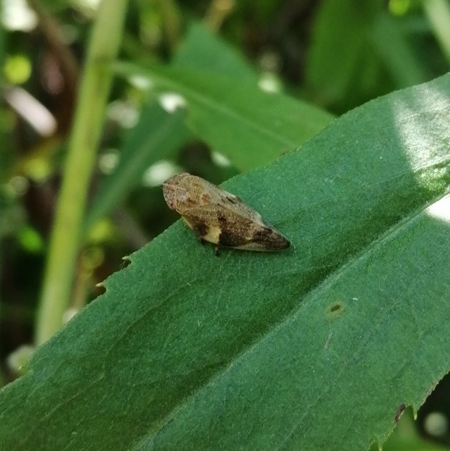 Aphrophora alni