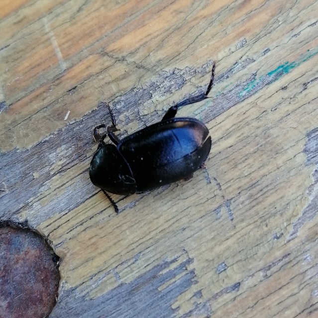 Ablattaria laevigata - sima csigarabló
