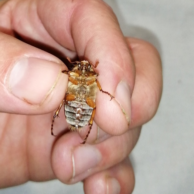 Amphimallon solstitiale - bordás sárgacserebogár