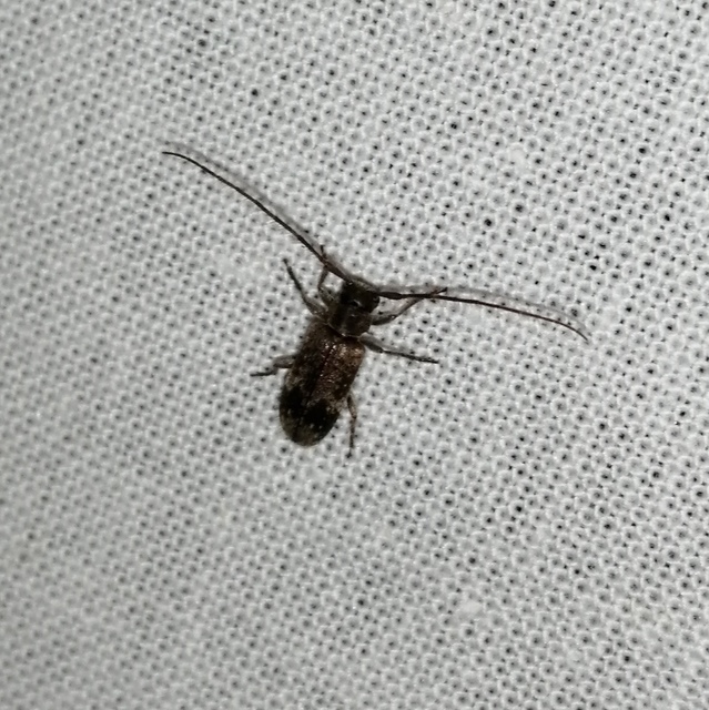 Exocentrus adspersus - tölgyfa-rőzsecincér