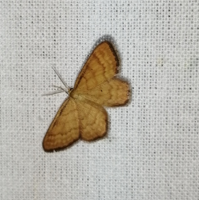 Idaea serpentata - kis sávosaraszoló