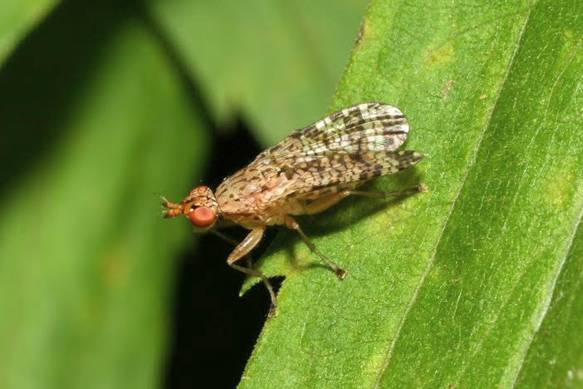 Euthycera chaerophylli