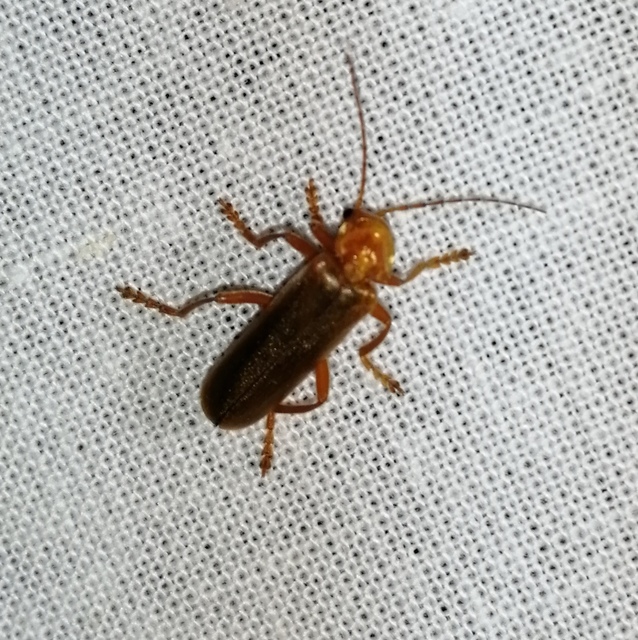 Cantharis rufa - rőt lágybogár