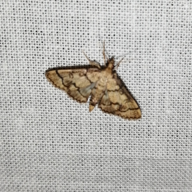 Metasia ophialis - kígyósávos tűzmoly