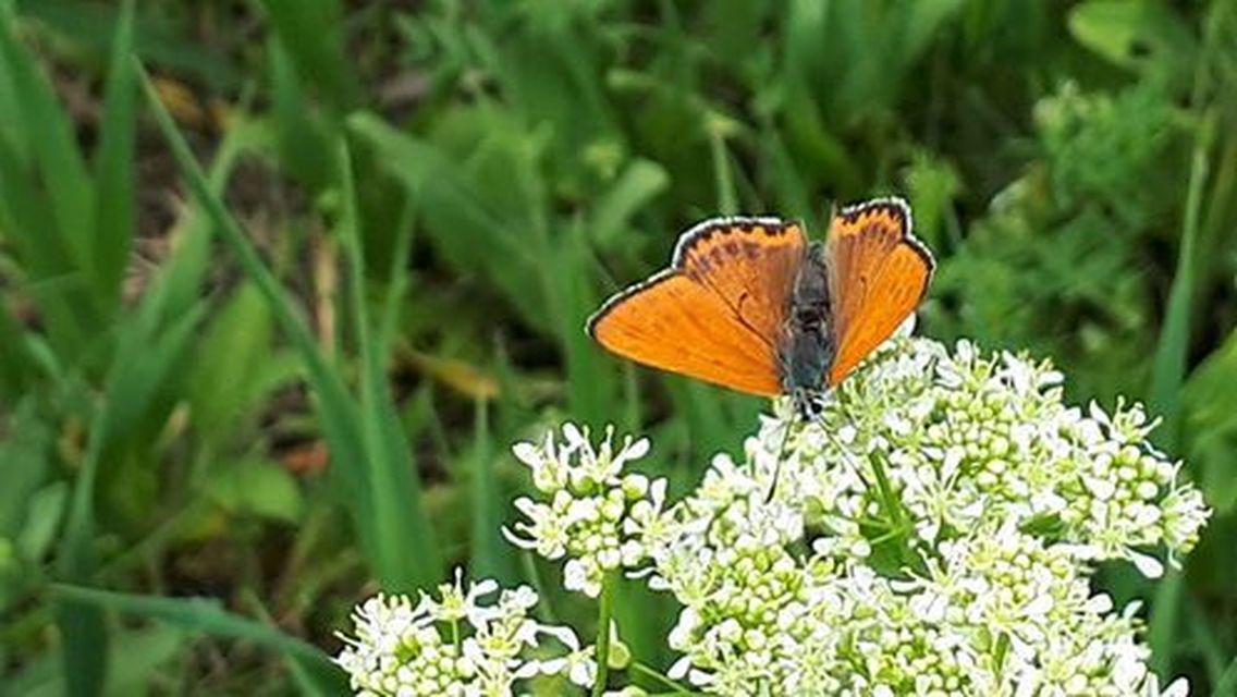 Lycaena thersamon - kis tűzlepke