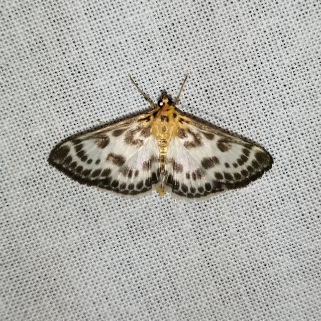Anania hortulata - tarka csalánmoly
