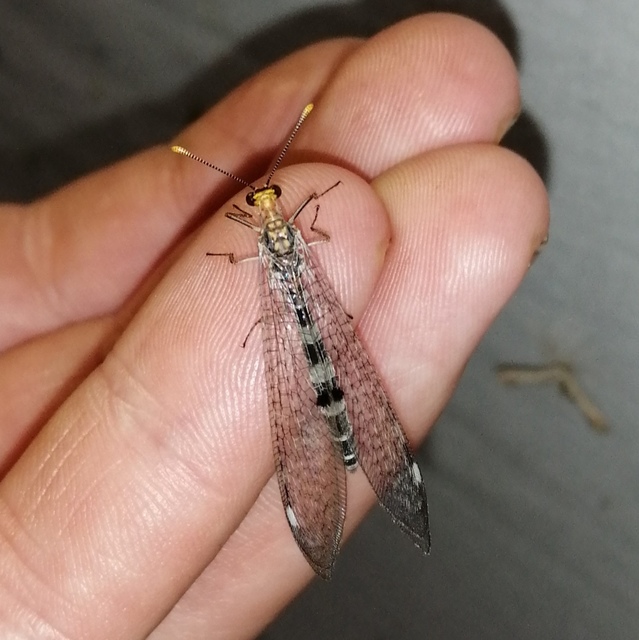 Megistopus flavicornis - kétfoltos hangyaleső