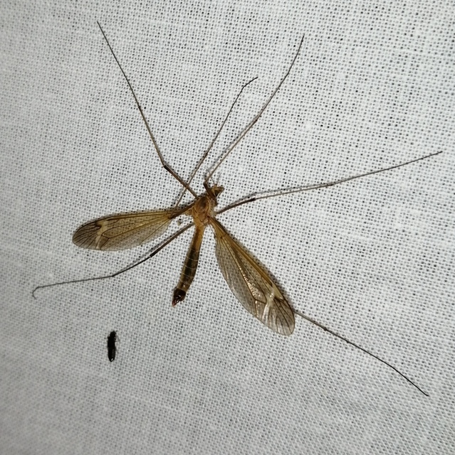 Tipula