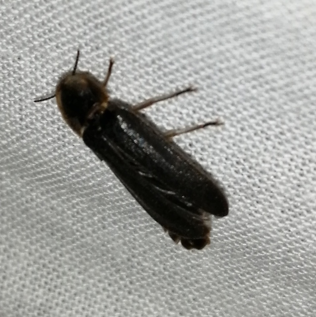 Lampyris noctiluca - nagy szentjánosbogár