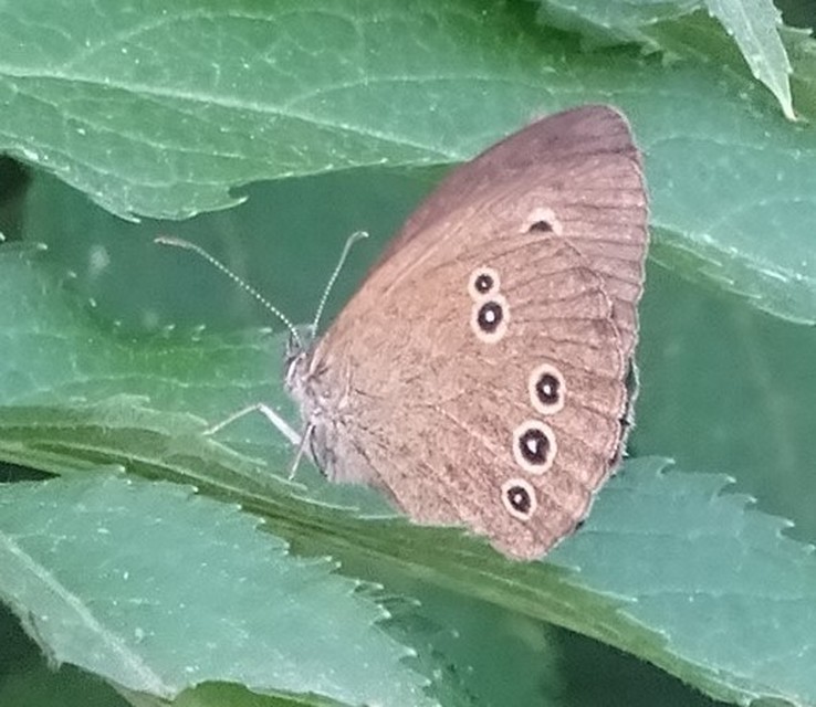 Aphantopus hyperanthus - közönséges ökörszemlepke