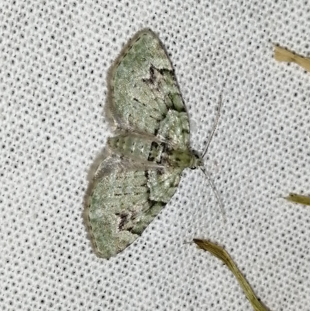 Chloroclystis v-ata - zöldes törpearaszoló
