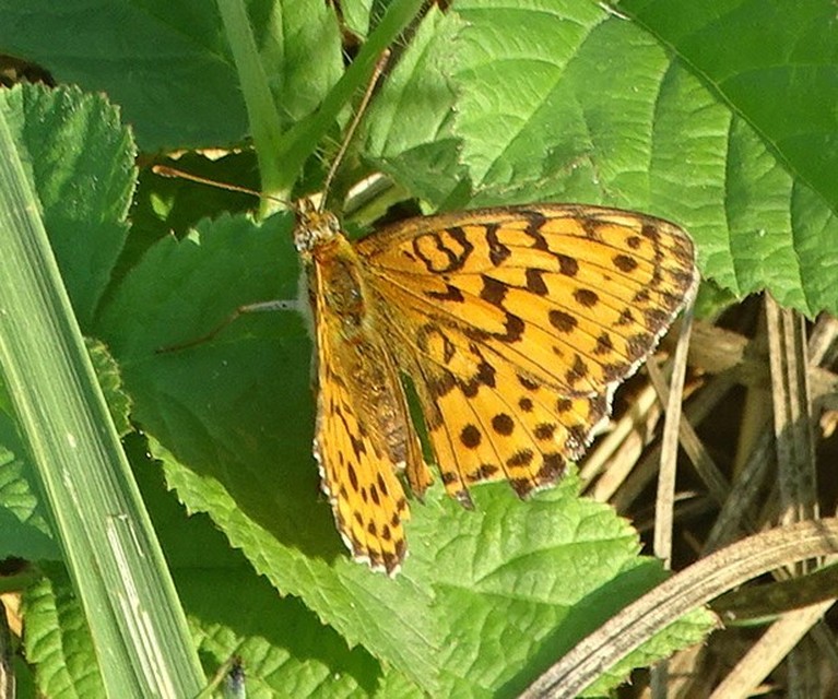 Brenthis daphne - málna-gyöngyházlepke