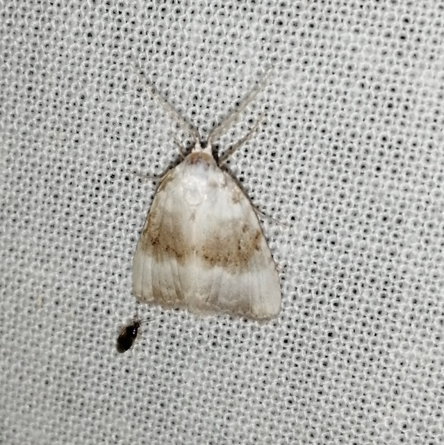Meganola albula - fehér pamacsosszövő