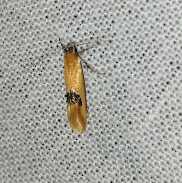 Batia internella/lambdella