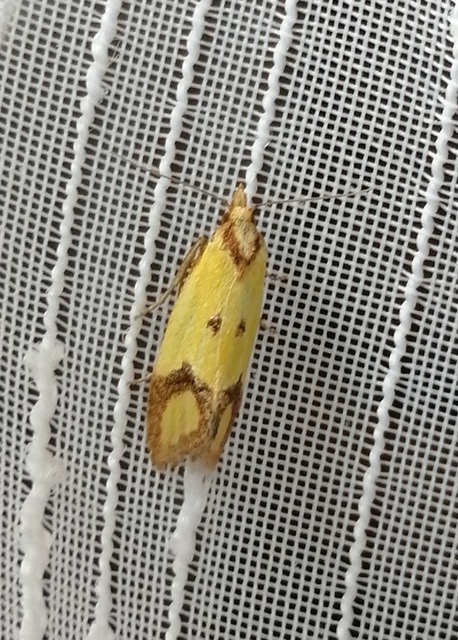 Agapeta zoegana - barnacsíkos sárgamoly