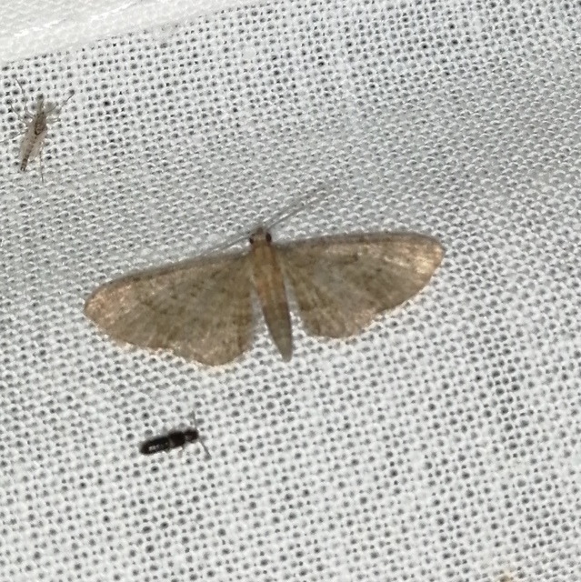 Eupithecia haworthiata - rozsdástestű törpearaszoló