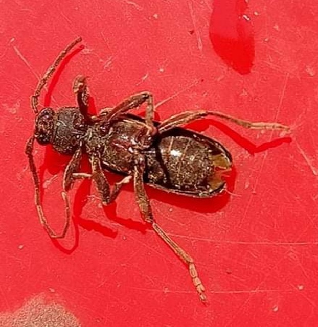 Trichoferus campestris - szállóvendég éjicincér