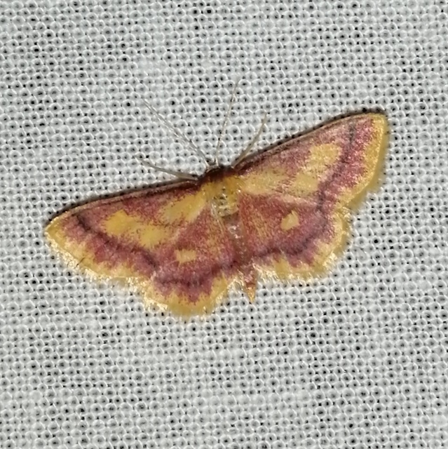 Idaea muricata - mocsári pirosaraszoló Idaea muricata - mocsári pirosaraszoló