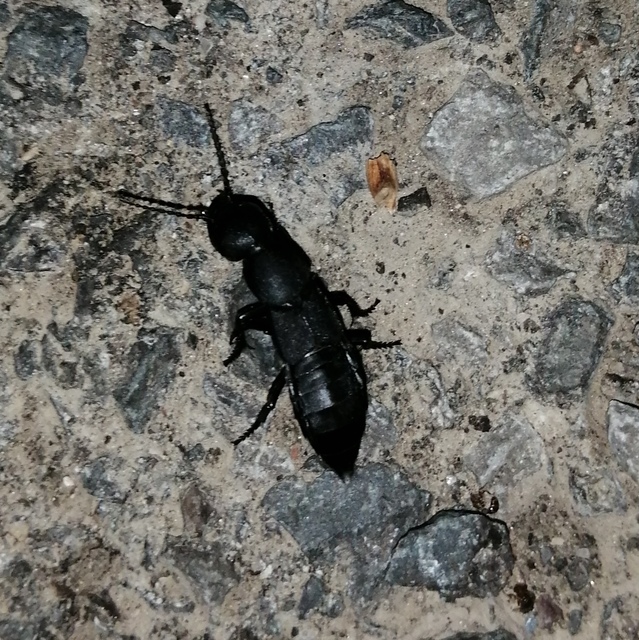 Ocypus