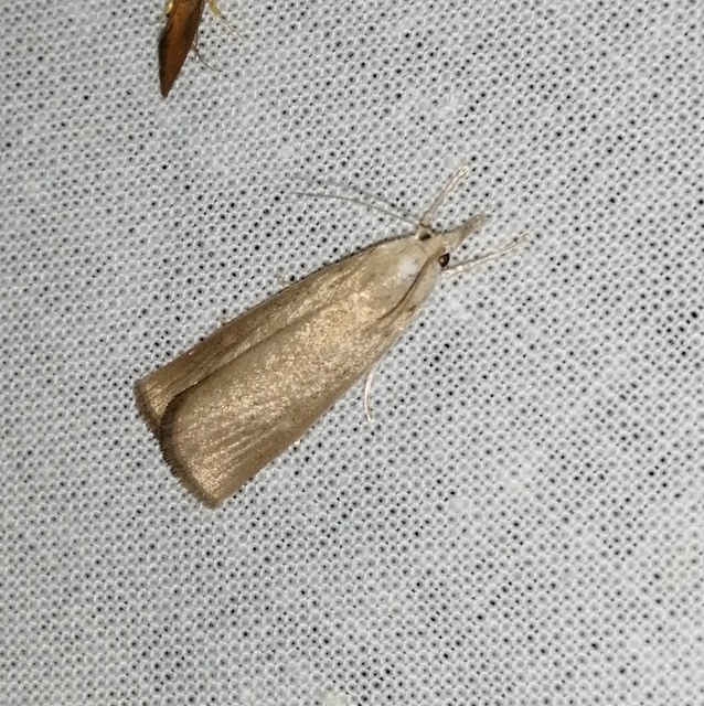 Calamotropha paludella - barna nádlevélmoly