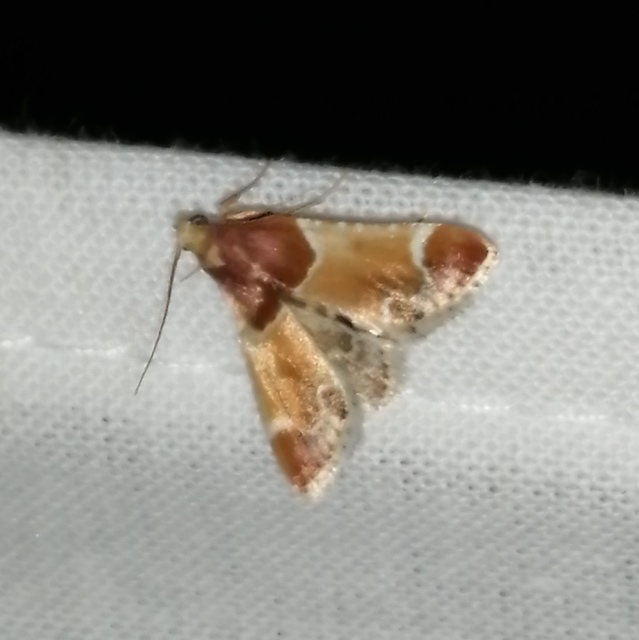 Pyralis farinalis - lisztilonca