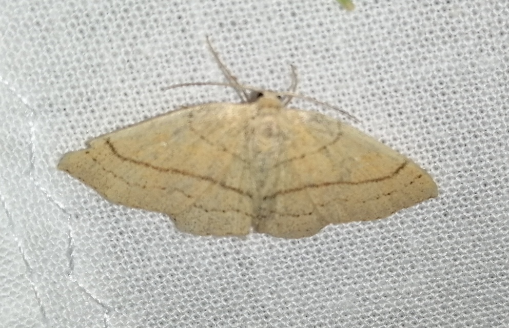 Cyclophora linearia - vonalas pettyesaraszoló