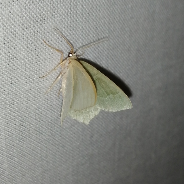 Hemithea aestivaria - nyír-zöldaraszoló