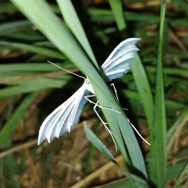 Pterophorus pentadactyla - fehér tollasmoly