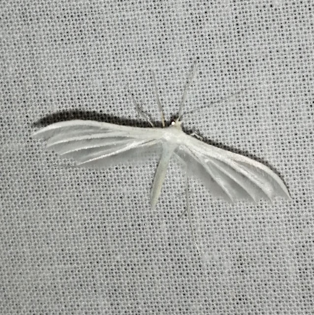 Pterophorus pentadactyla - fehér tollasmoly