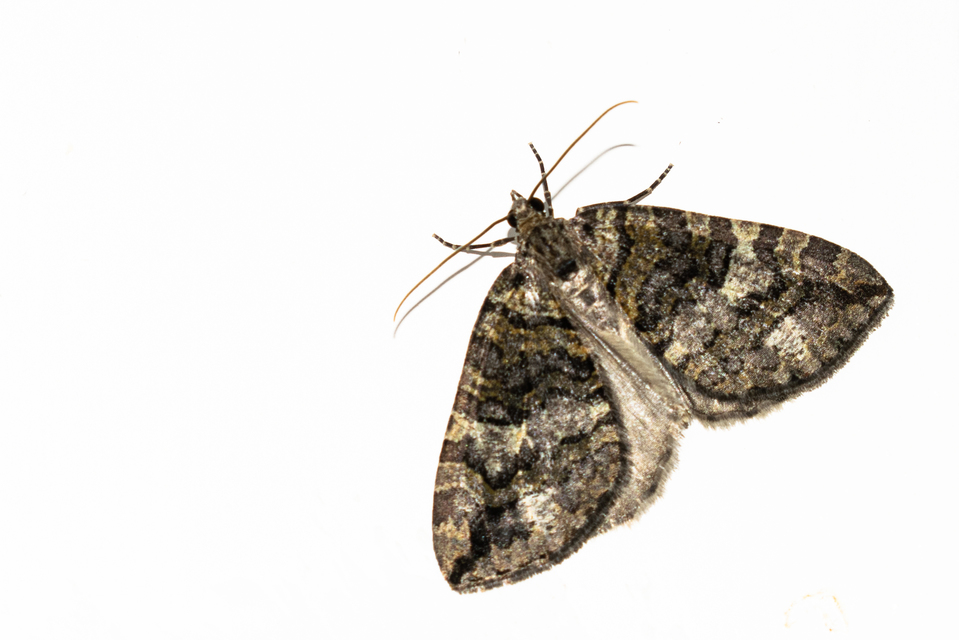 Hydriomena furcata - változékony tarkaaraszoló